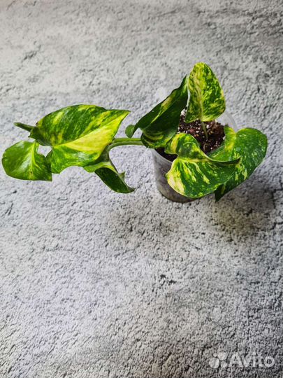 Эпипремнум