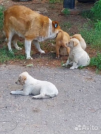 Щеночки бесплатно в добрые руки