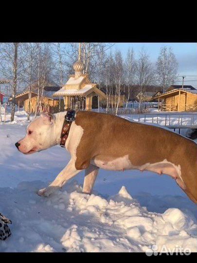 Пит буль вязка