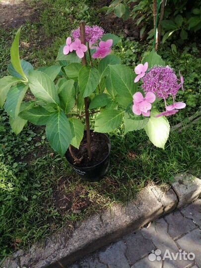 Гортензия Саржента