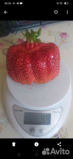 Рассада клубники