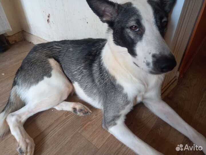 Королевский пудель