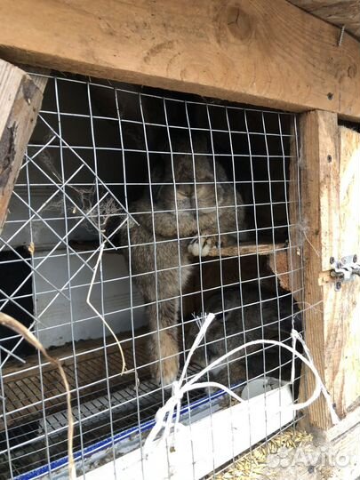 Бельгийский великан кролики