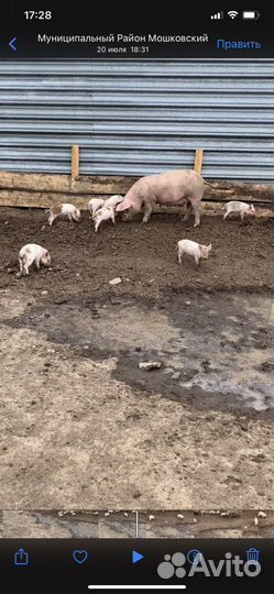 Свиньи живым весом /поросята 1 месяц по 4тр