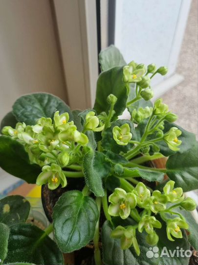 Детка зеленой фиалки 