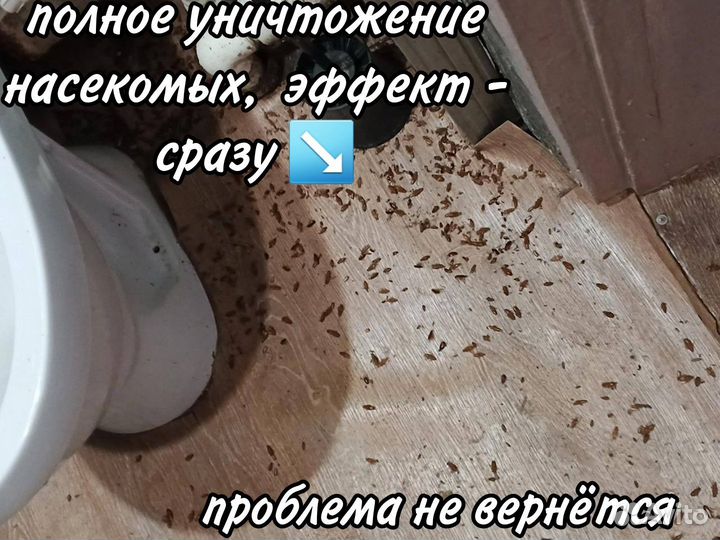 Уничтожение тараканов клопов дезинсекция