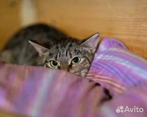 Кошки в добрые руки бесплатно