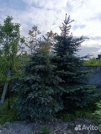 Голубая ель, серебристые, зелёные