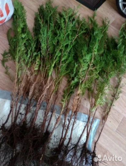 Туя для изгороди