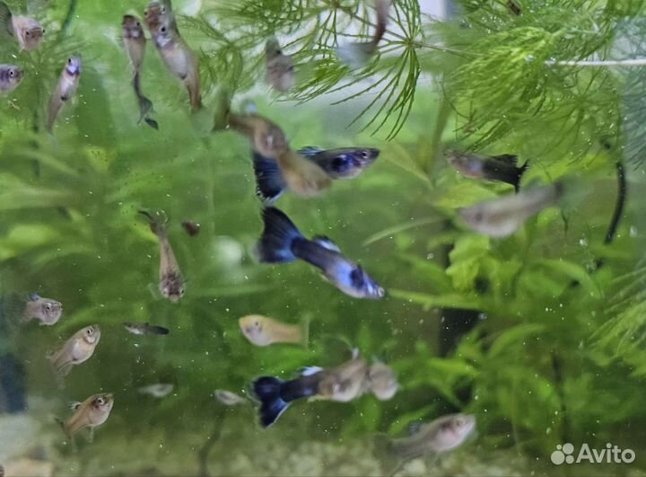 Гуппи, московские, сине-зеленые