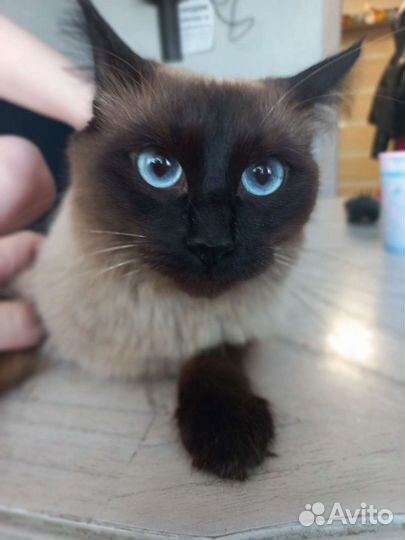 Ищем кота. Вязка