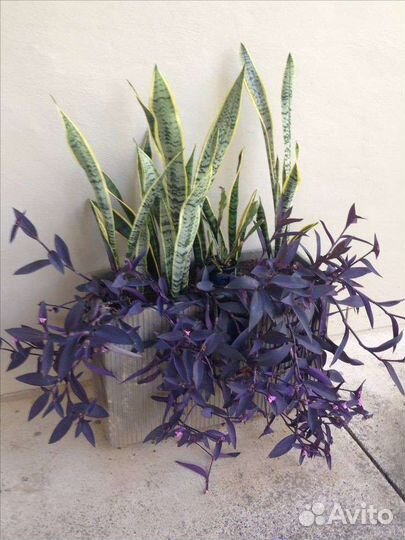 Комнатные цветы домашние. Есть крупномеры