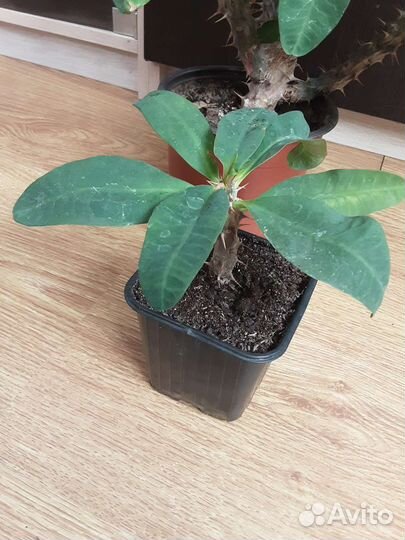 Эуфорбия Миля крупноцветковая