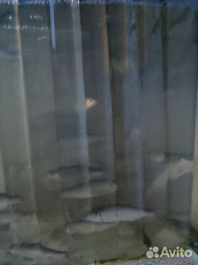 Живец на щуку