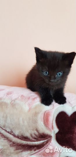 Котята малыши в добрые заботливые руки