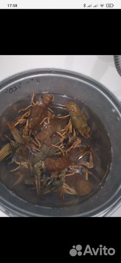 Живые раки в розницу и оптом