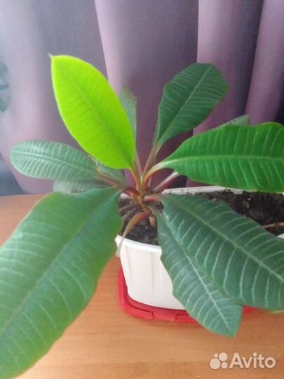 Молочай гребенчатый