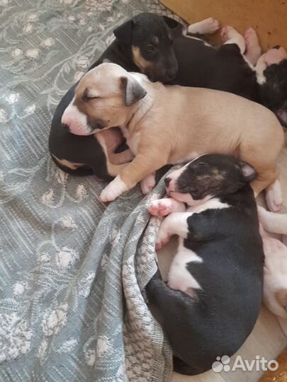 Щенки стандартного бультерьера