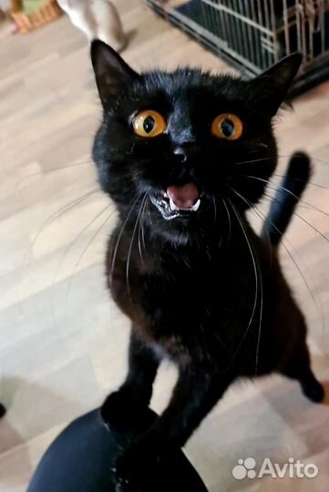Кошка Агата
