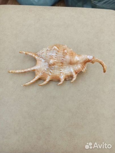 Морская раковина