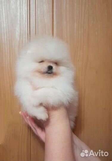 Померанский шпиц крем