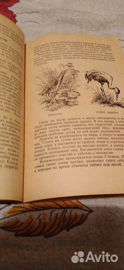 Охота на болотную и луговую дичь