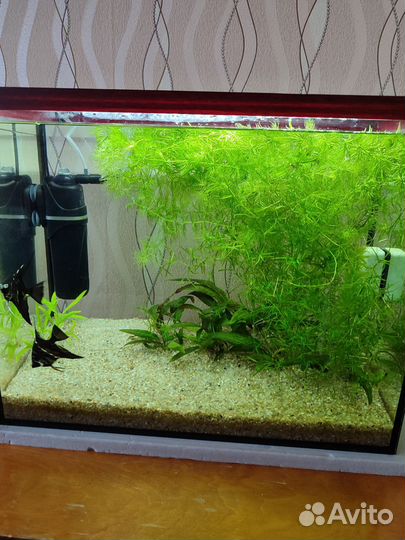 Аквариум
