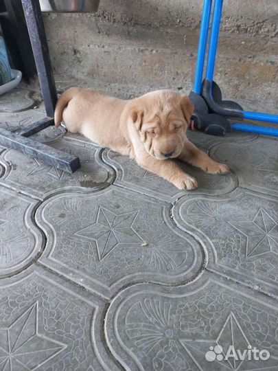 Щенки шарпей