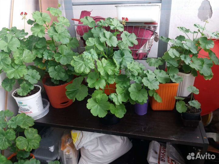 Пеларгония герань