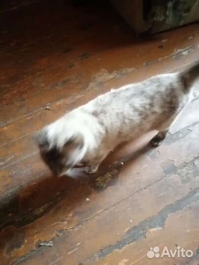 Помогите Люсе