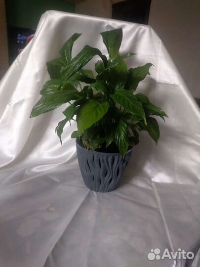 Спатифиллум и красула