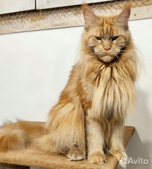 Кошки мейн-кун