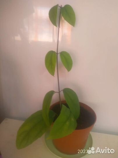 Клеродендрум томпсон