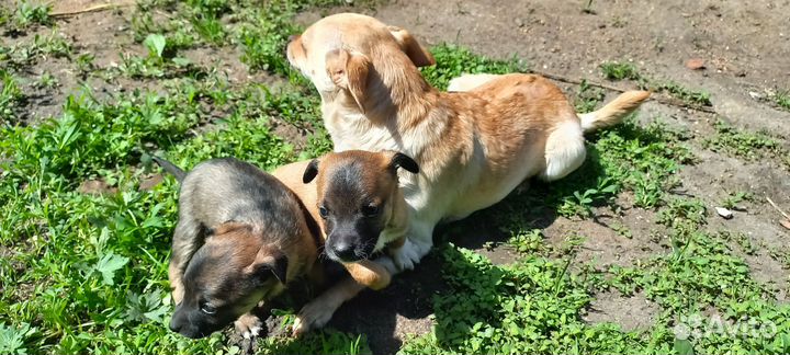 Щенки Помчи