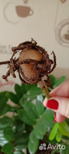 Замиокулькас долларовое дерево