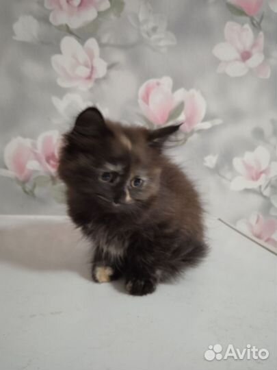 Котята