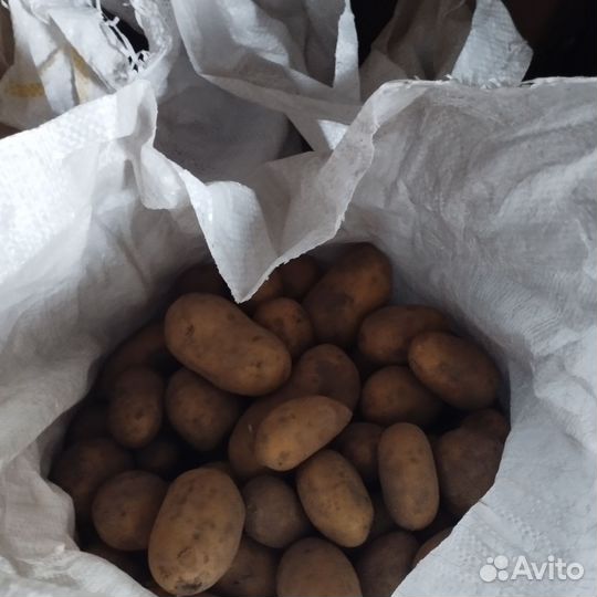 Картофель