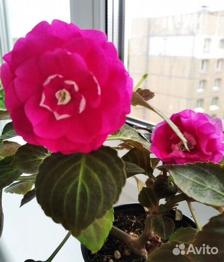 Бальзамины сортовые