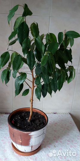 Фикус бенджамина