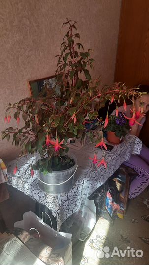 Продаётся фуксия