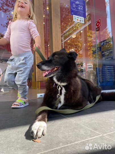 Очаровашка Алиса ищет добрые руки