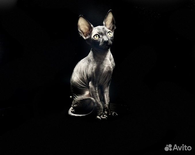 Девочка Корниш-рекс