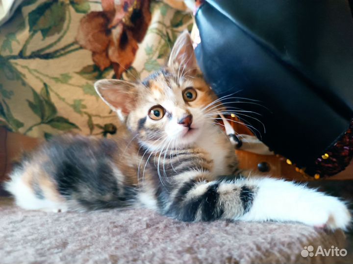 Курильский бобтейл