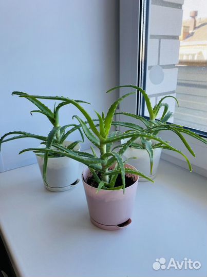 Алоэ столетник