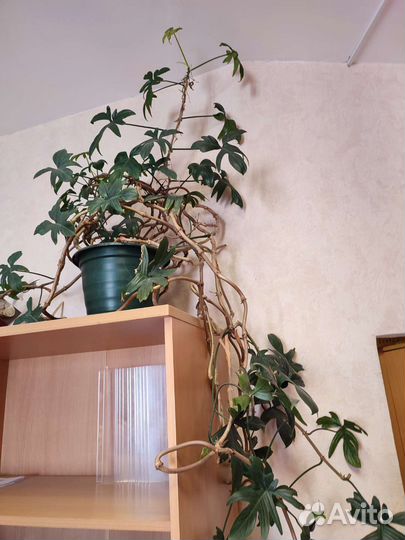 Комнатные растения цветы