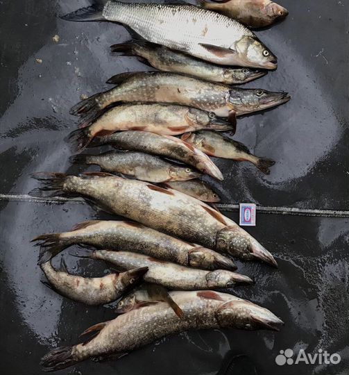 Щука копченая