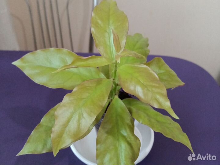 Комнатные цветы