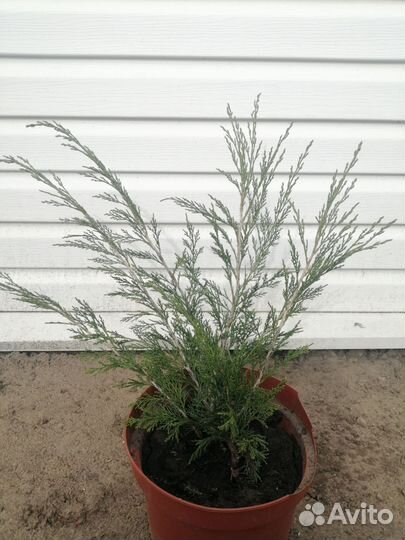 Многолетние кустарники для сада