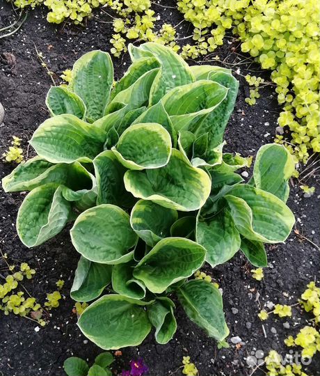 Хоста растение