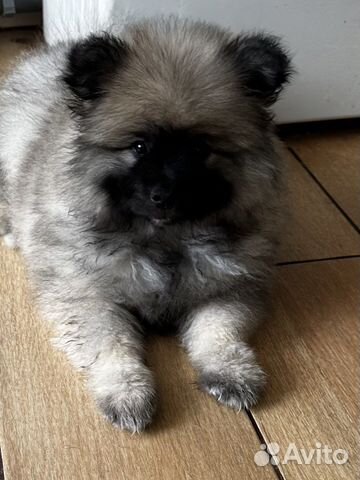 Щенки вольфшпиц/ кеесхонд от чемпиона Америки